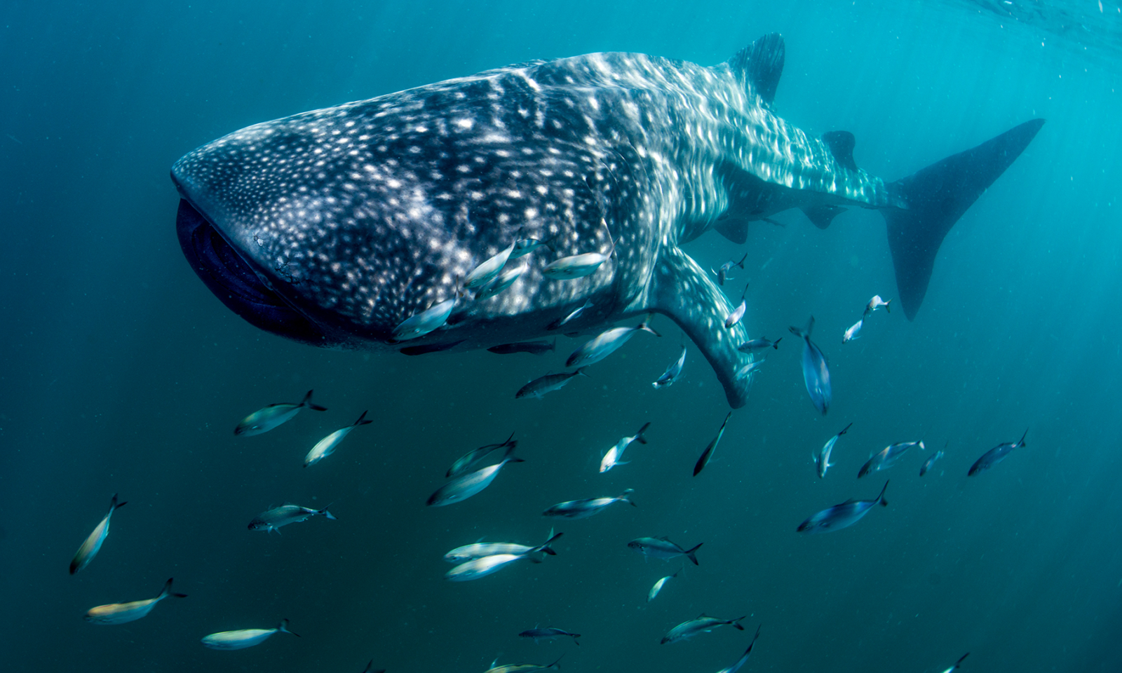 Simone_Lipscomb_Whale