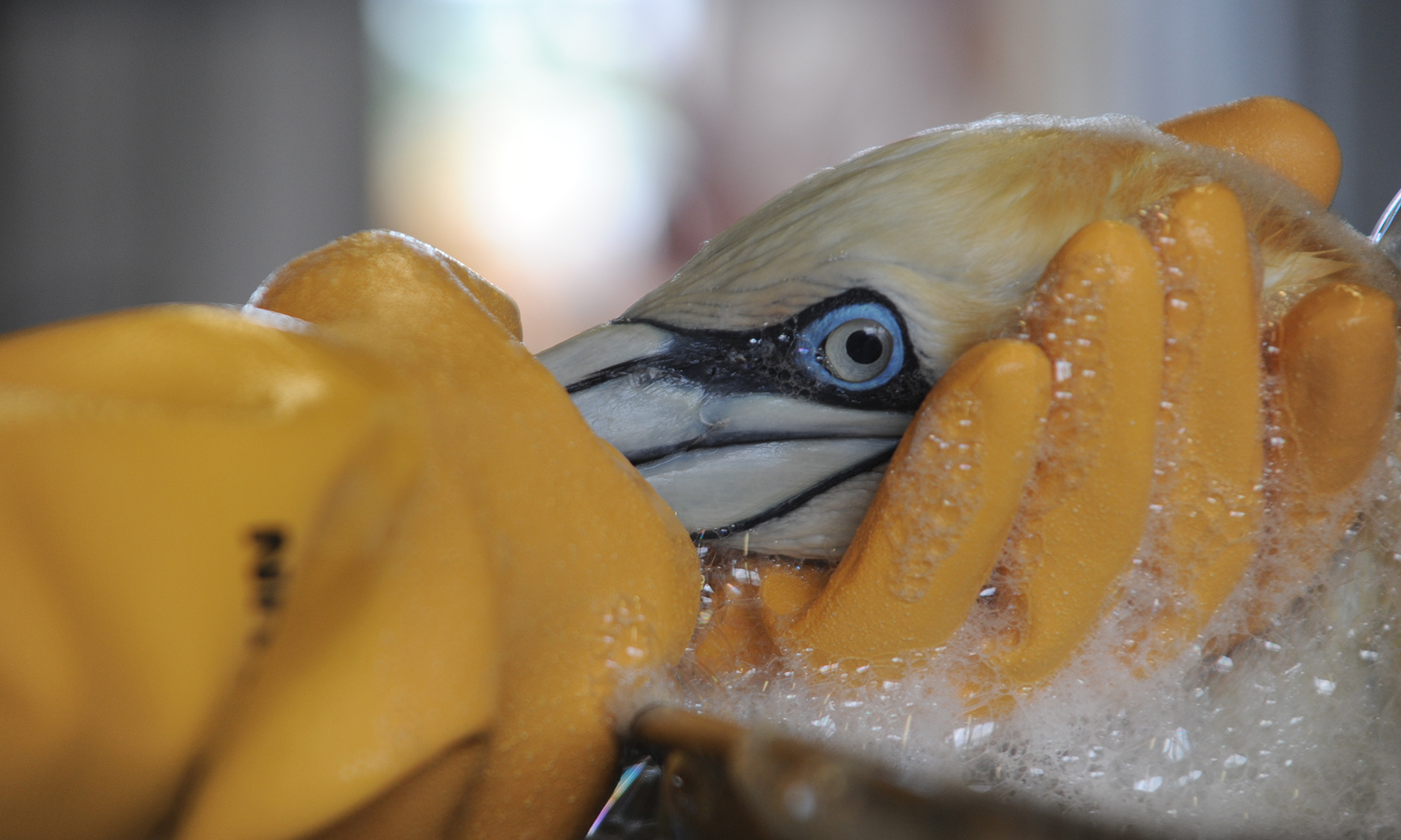 cleaning gannet