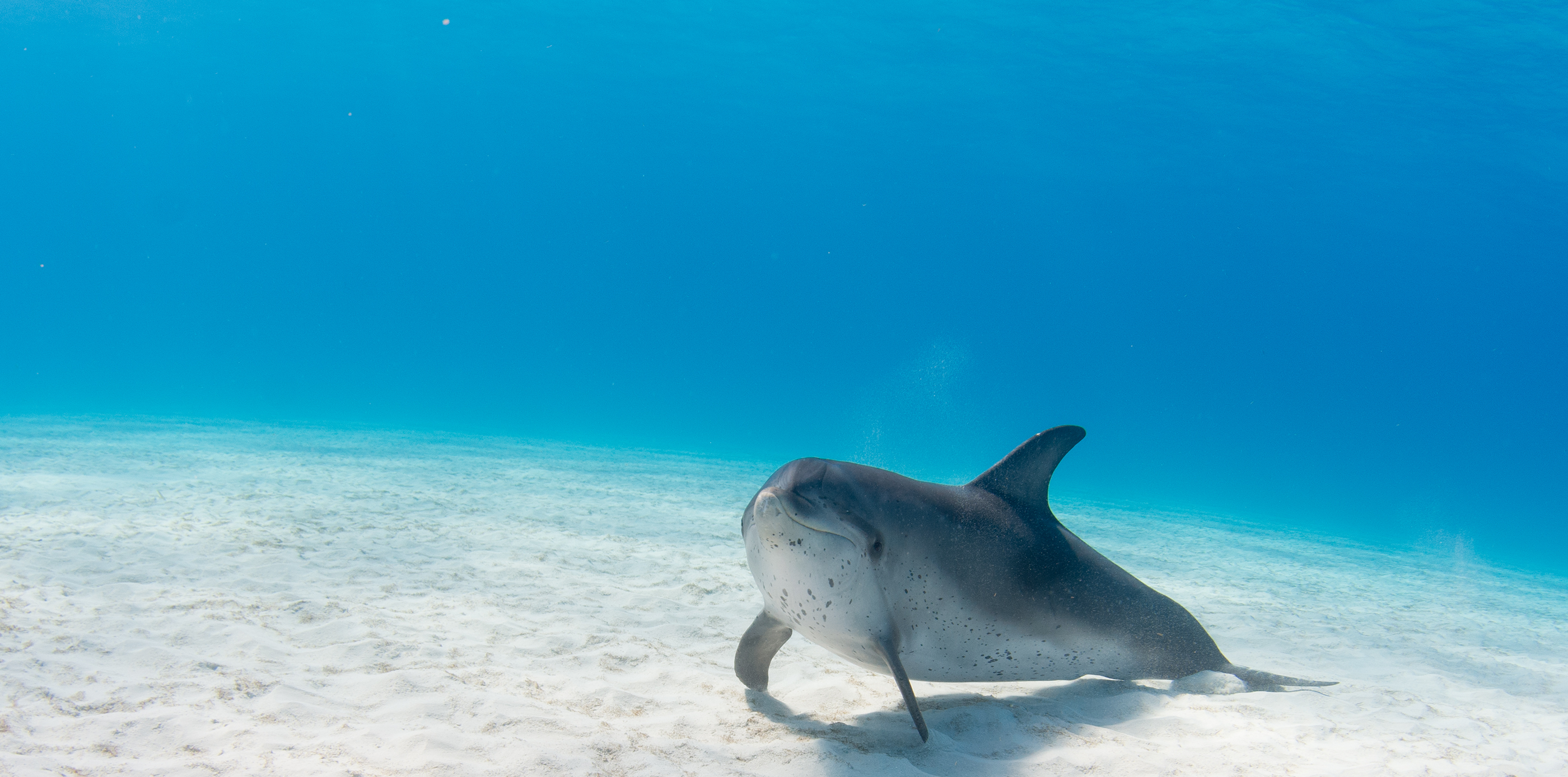 Save Dolphins—Leave the Marine Mammal Protection Act Alone