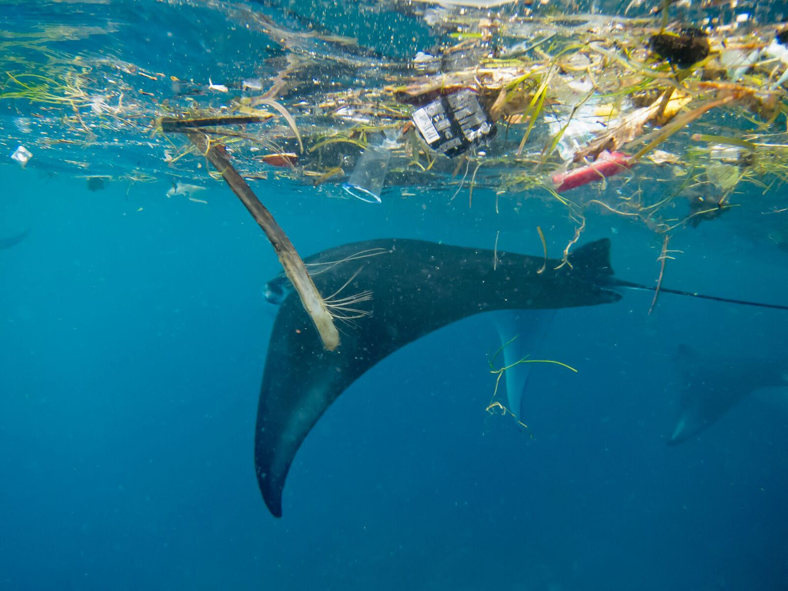 How Much Trash is in the Ocean?