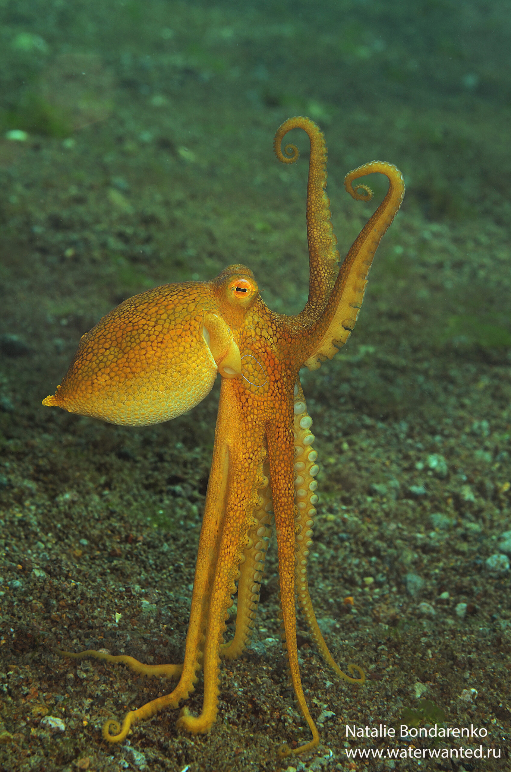 These 8 Reasons Prove the Octopus is a Seriously Awesome Creature - Ocean  Conservancy