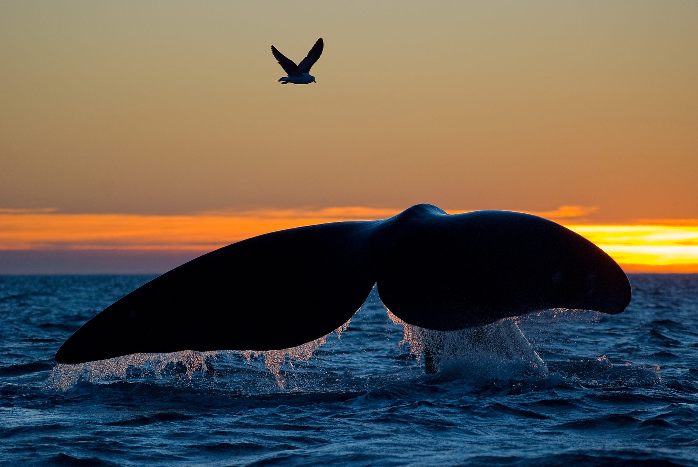 Velryba jižní - Southern Right Whale - Eubalaena australis