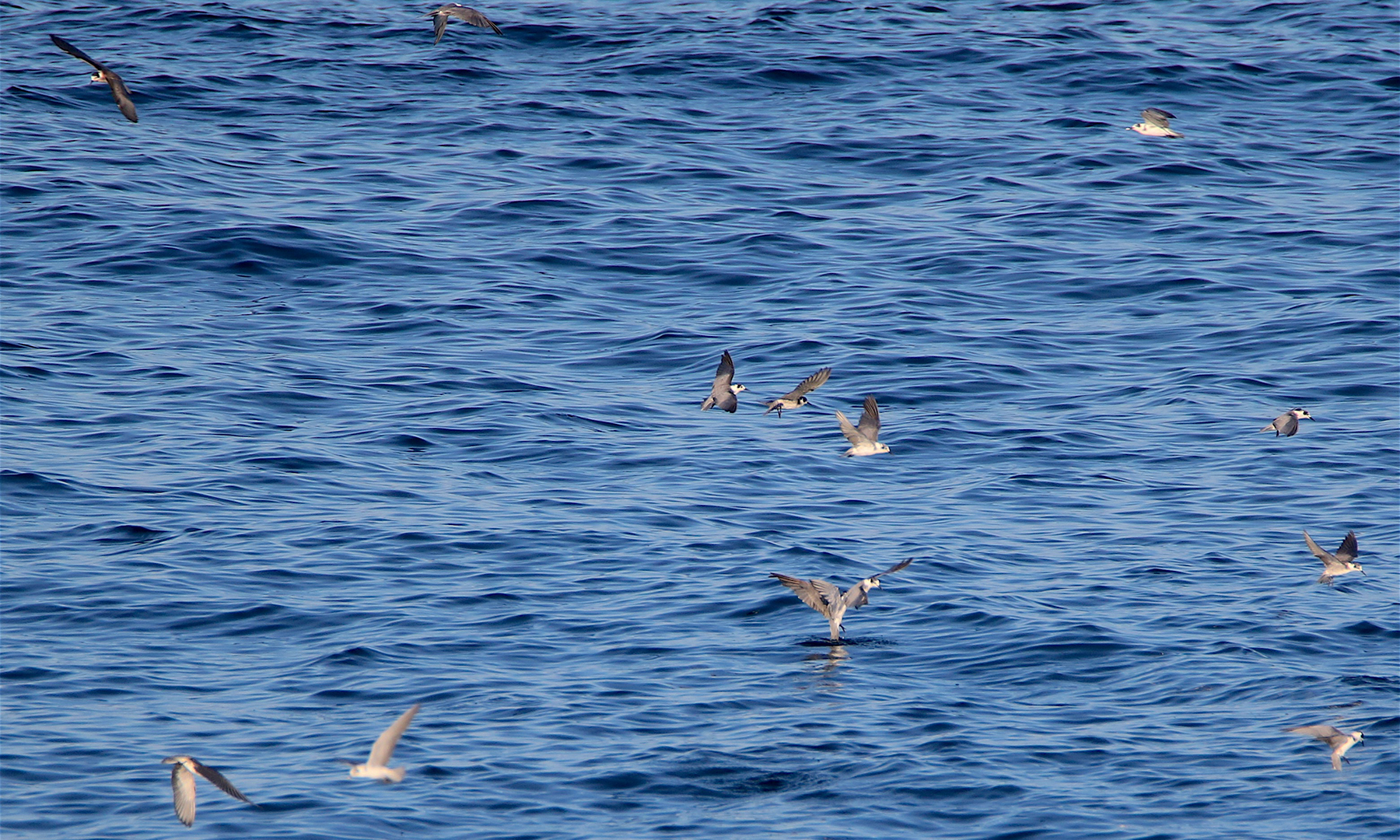black-tern,-feeding-flock_JCH_17Sep17_3