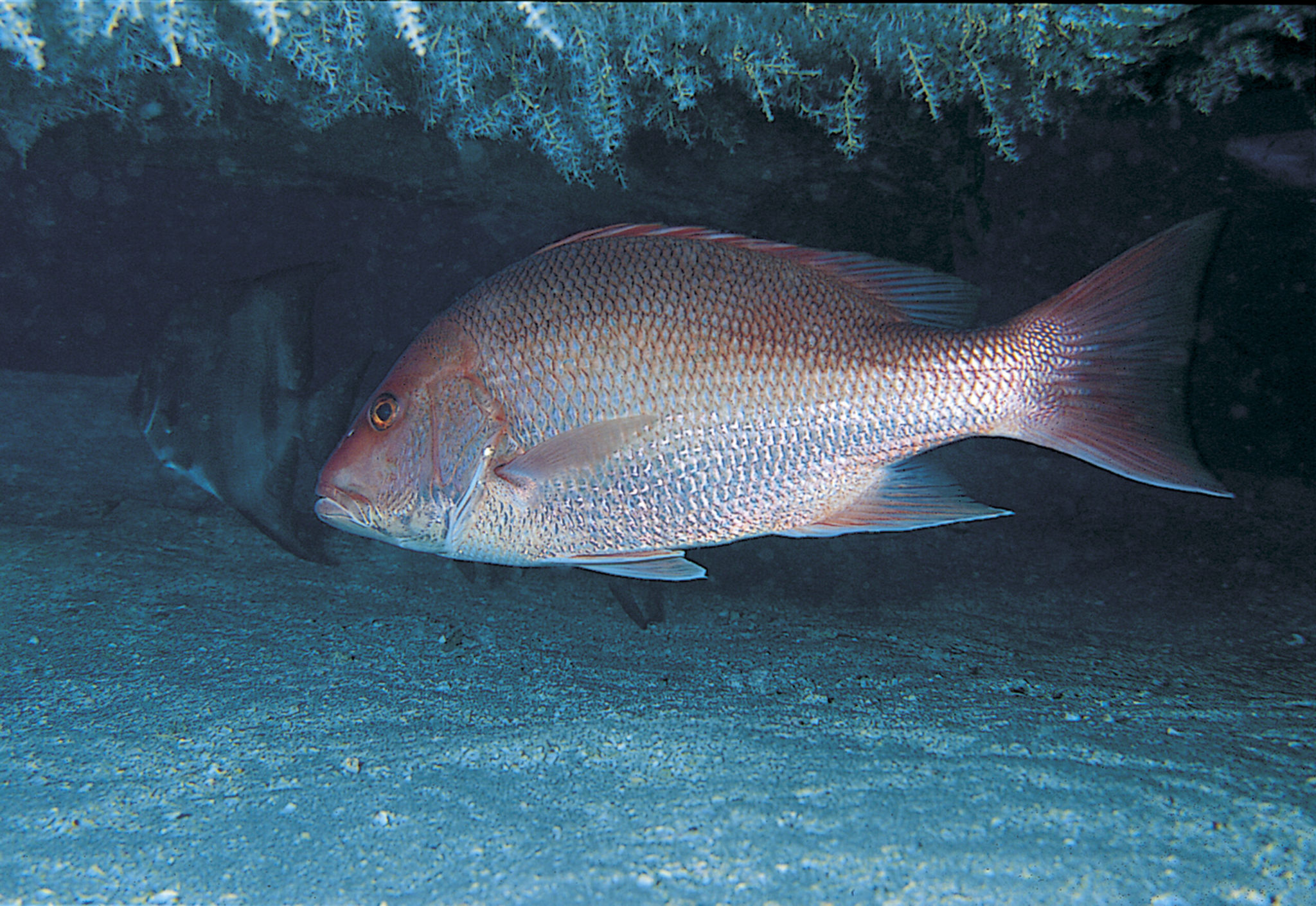 Court Grants Preliminary Injunction to Stop Red Snapper Fishing “Free ...