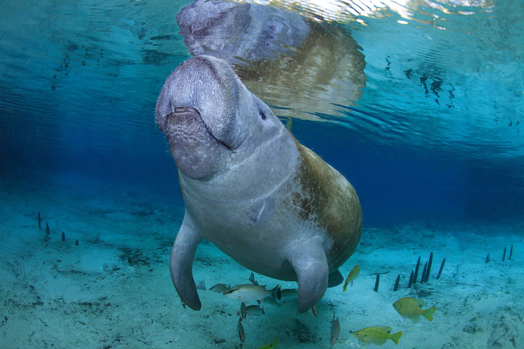 9 Reasons You Can't Help but Love Manatees Ocean Conservancy