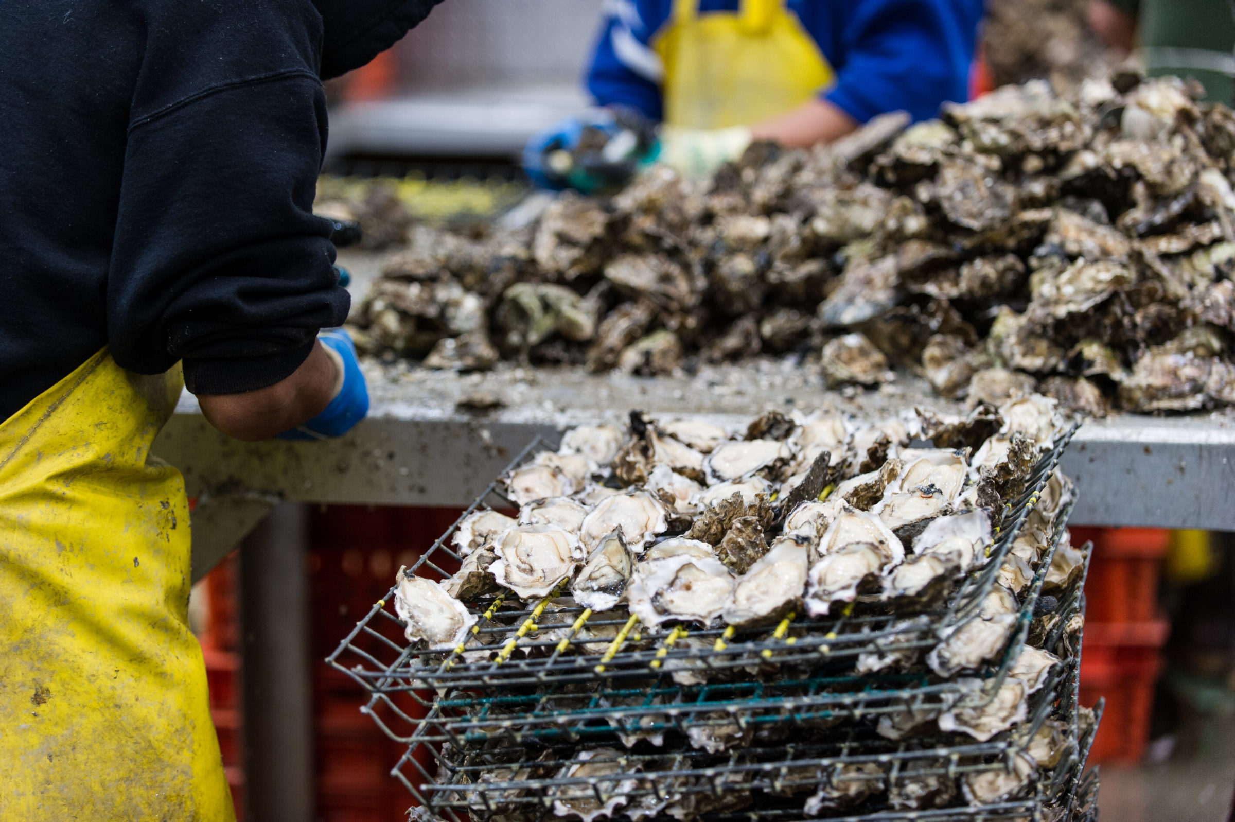 Taylor Shellfish in Shelton,, WA