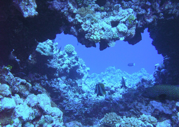 Rose Atoll2_crop