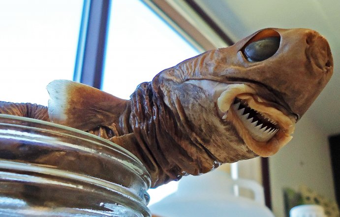 cookie-cutter-shark