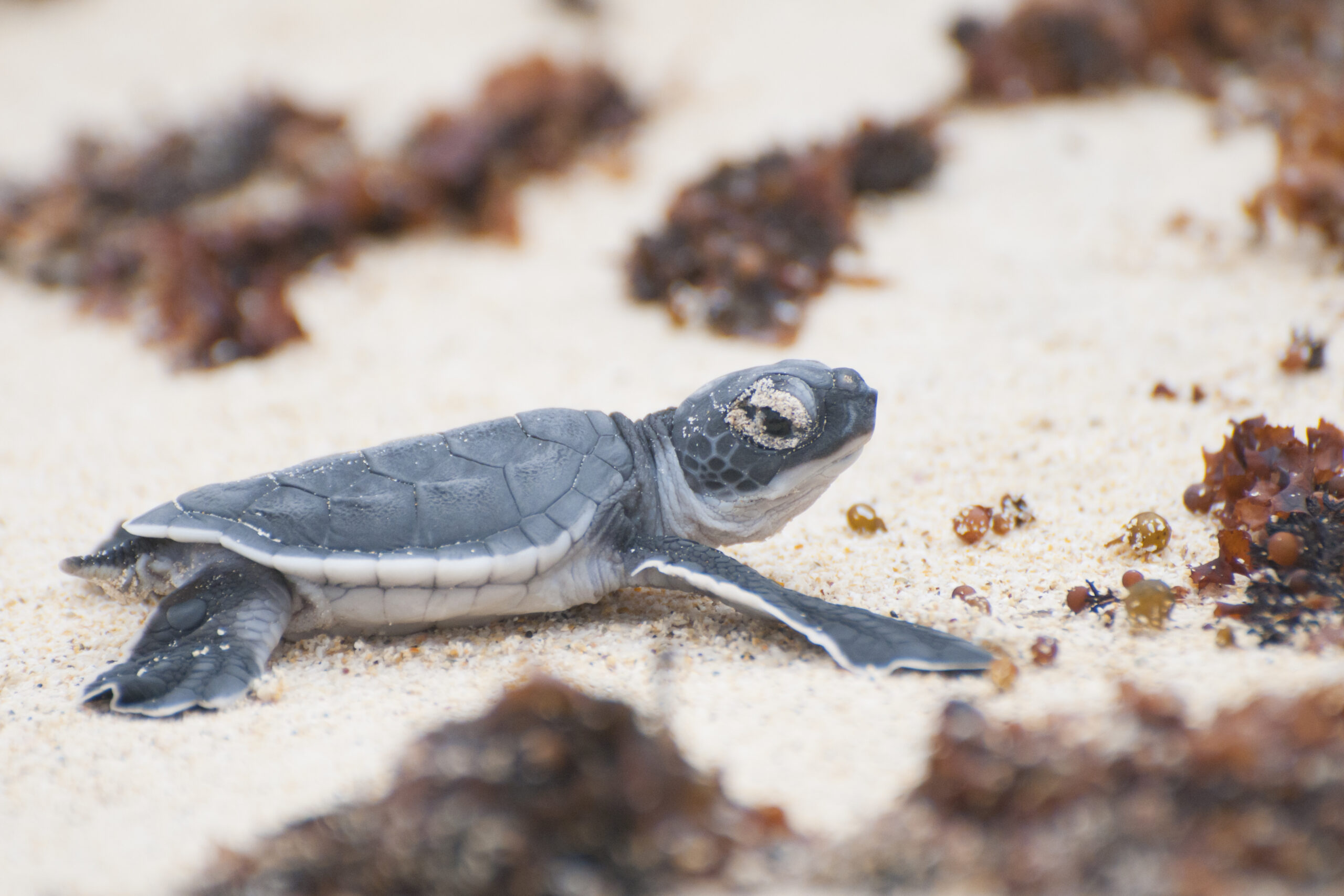 Not Cool: Climate Change Turning 99% of These Sea Turtles Female ...