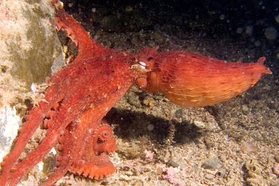 A New Discovery in Alaska: The Frilled Giant Pacific Octopus - Ocean ...