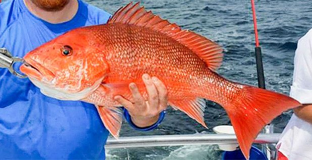 Uncharted Waters: Experimenting with Red Snapper Management