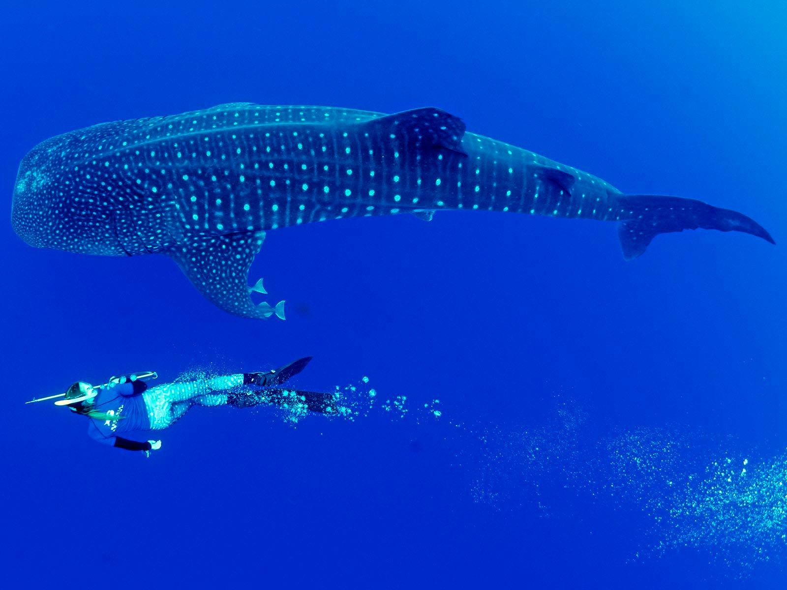 St. Helena 2018: A First Look At What We Learned About Ocean Plastics 