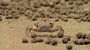 Crab Yes GIF-source