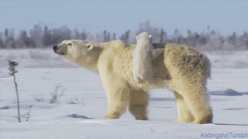 Polar Bear GIF-source