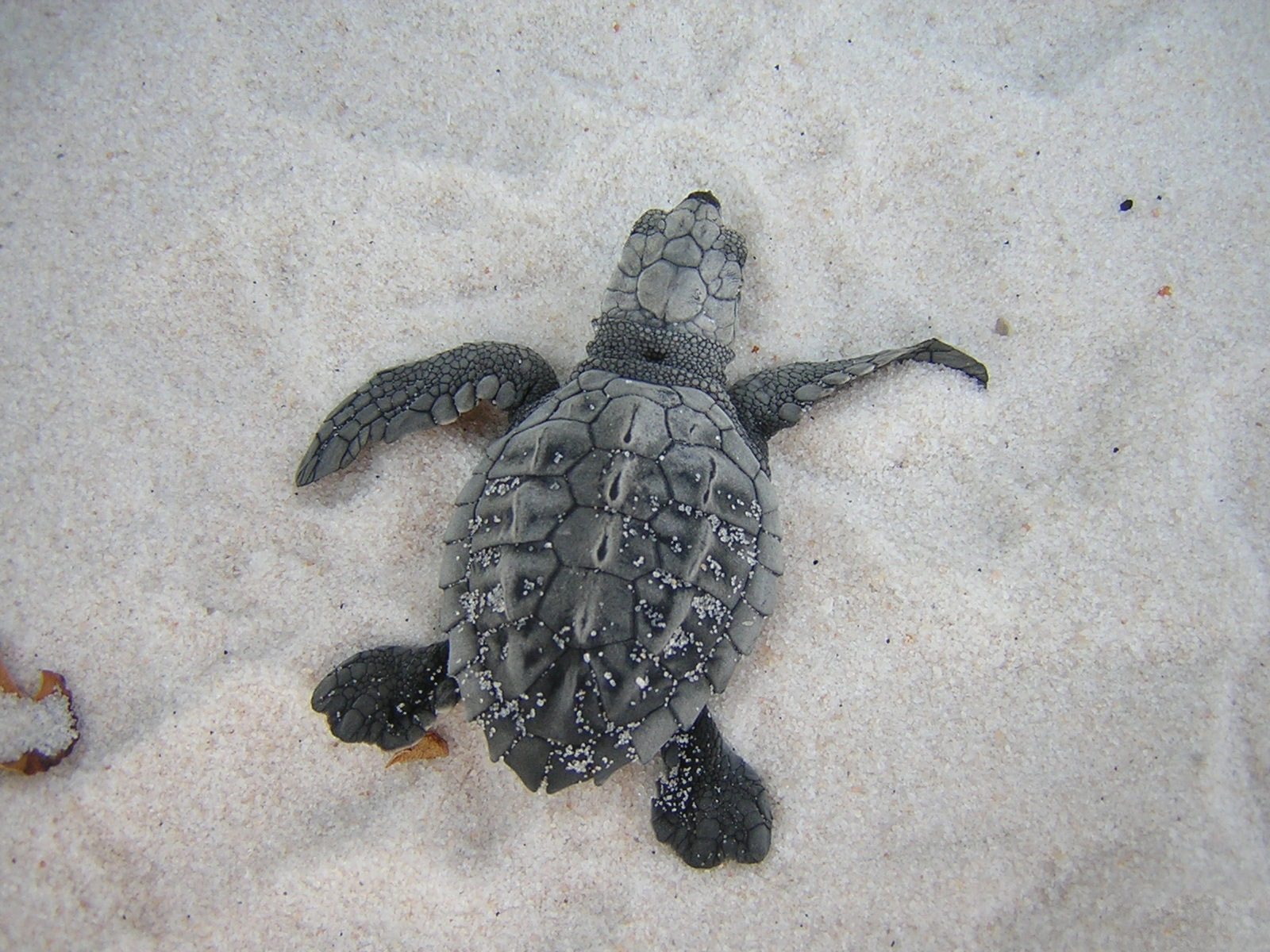 Sea turtle restoration begins