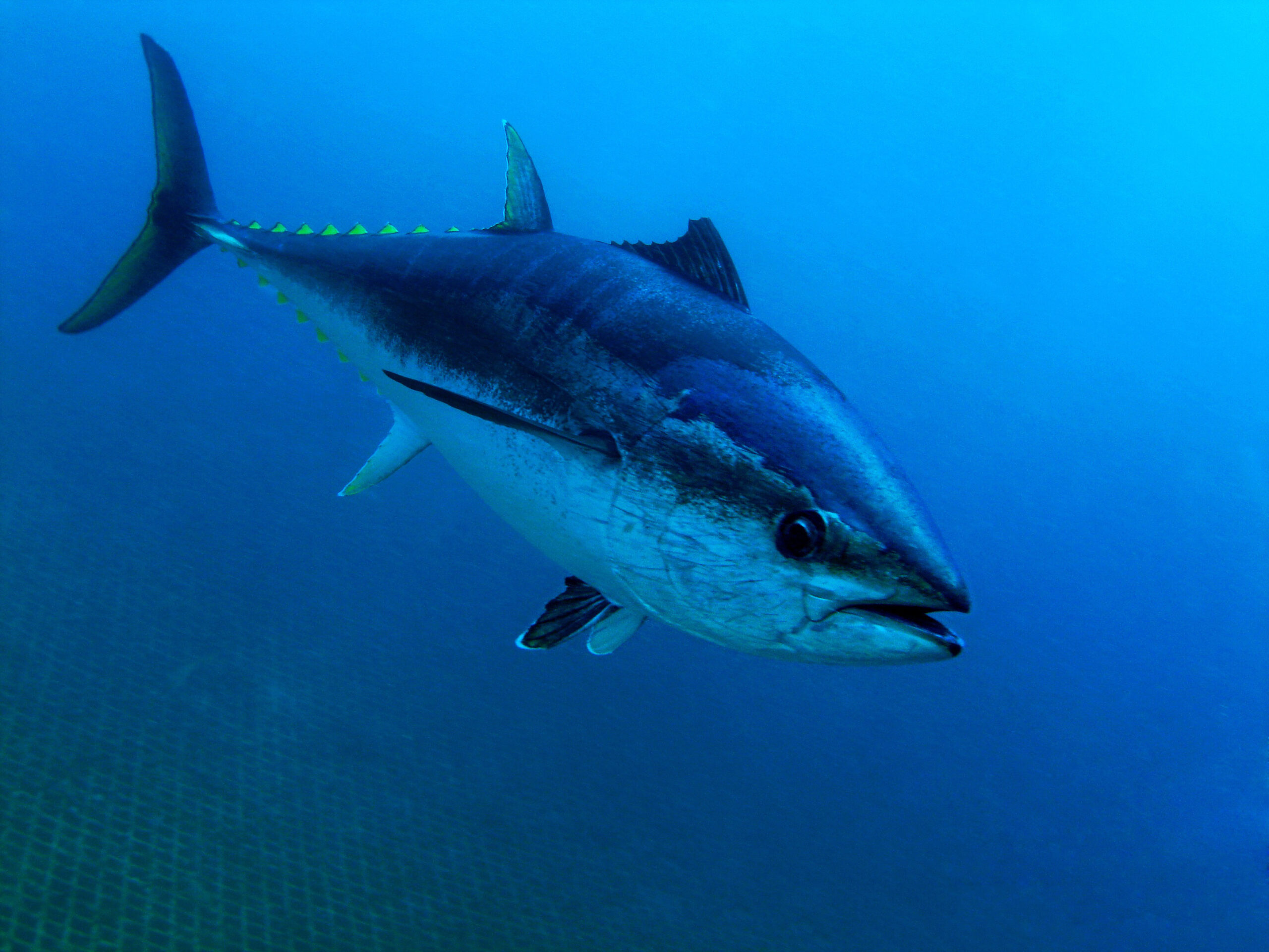 Restoration begins for bluefin tuna