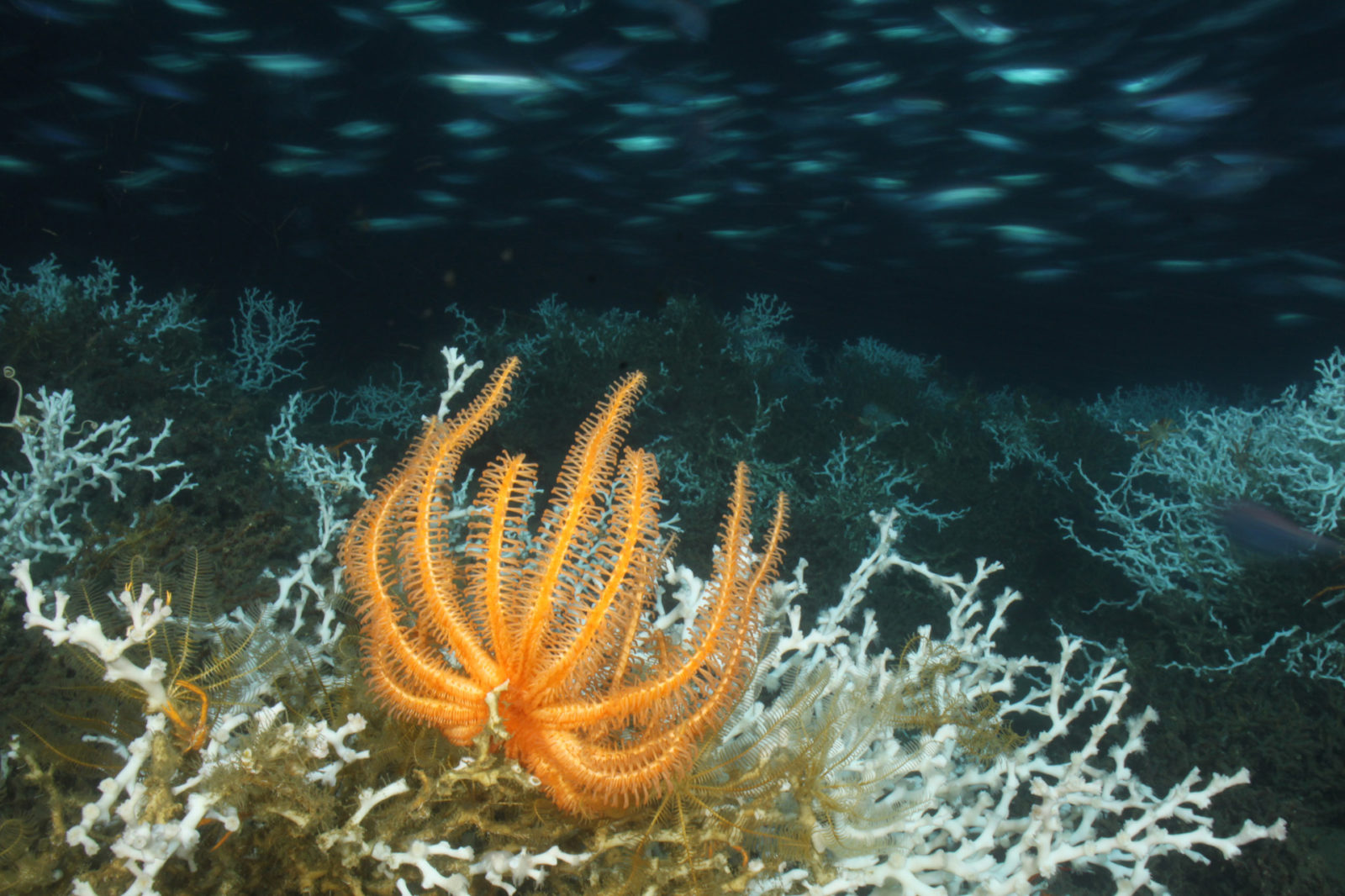 NOAA Ocean Explorer: Lophelia II 2010 Expedition