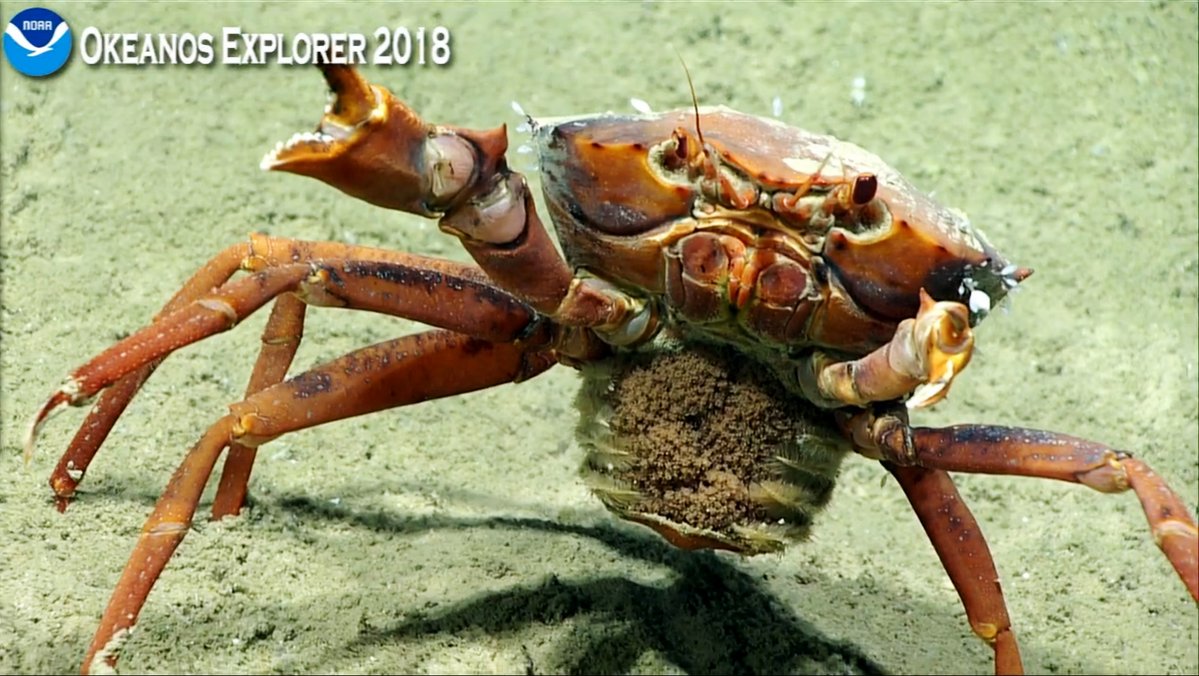 female crab twitter