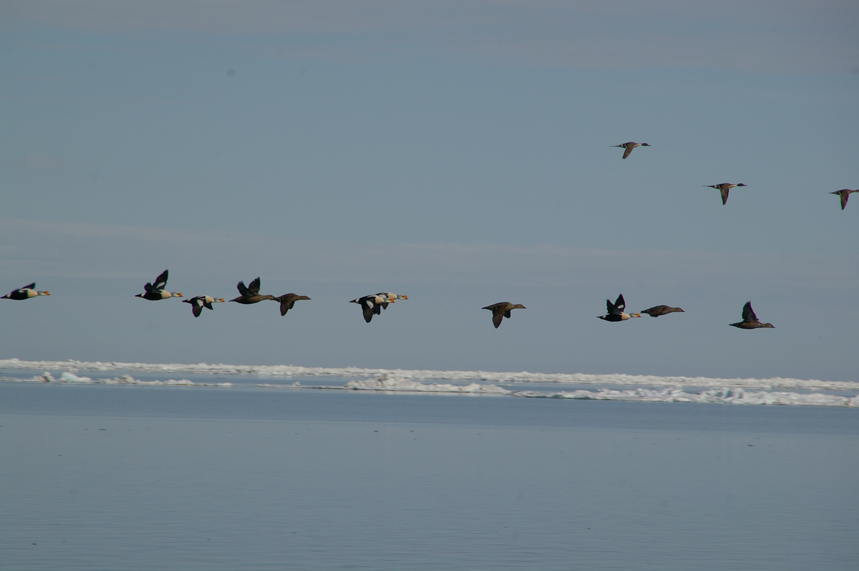 flyer eiders