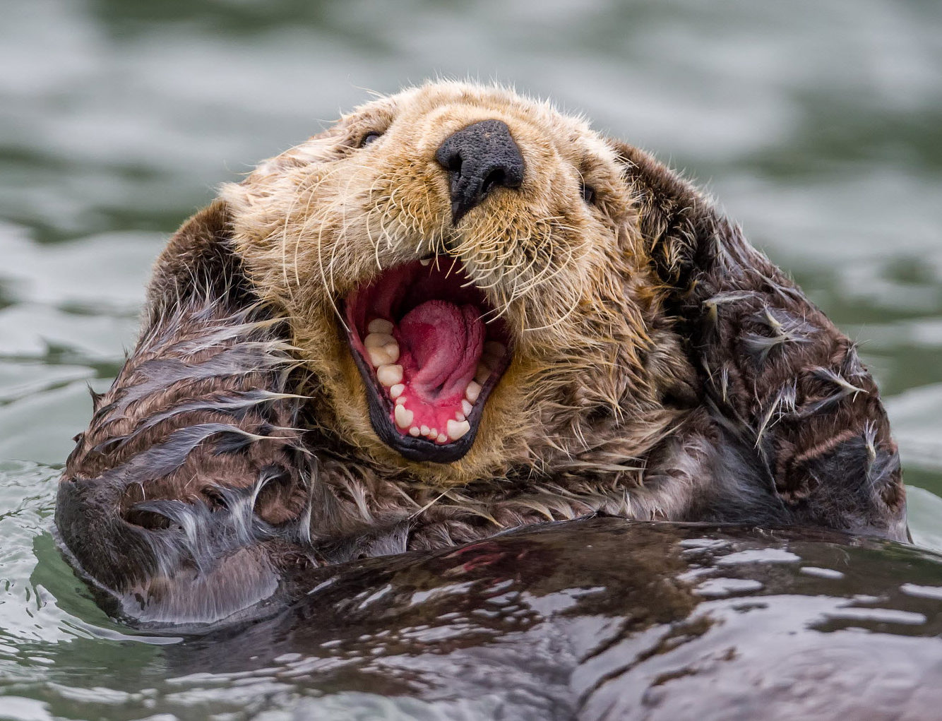 Sea Otter - realanimals.net