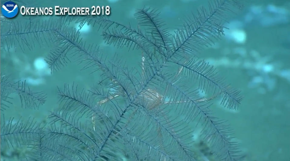 squat lobster and black coral