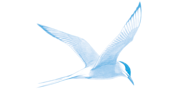 Wildlife Fact Sheets: Arctic Tern - Ocean Conservancy