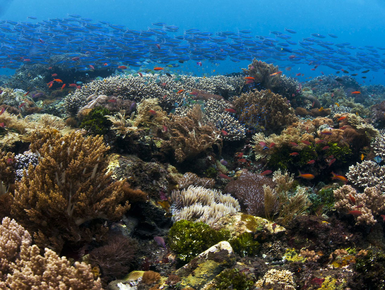 Keeping Up with Nemo - Ocean Conservancy