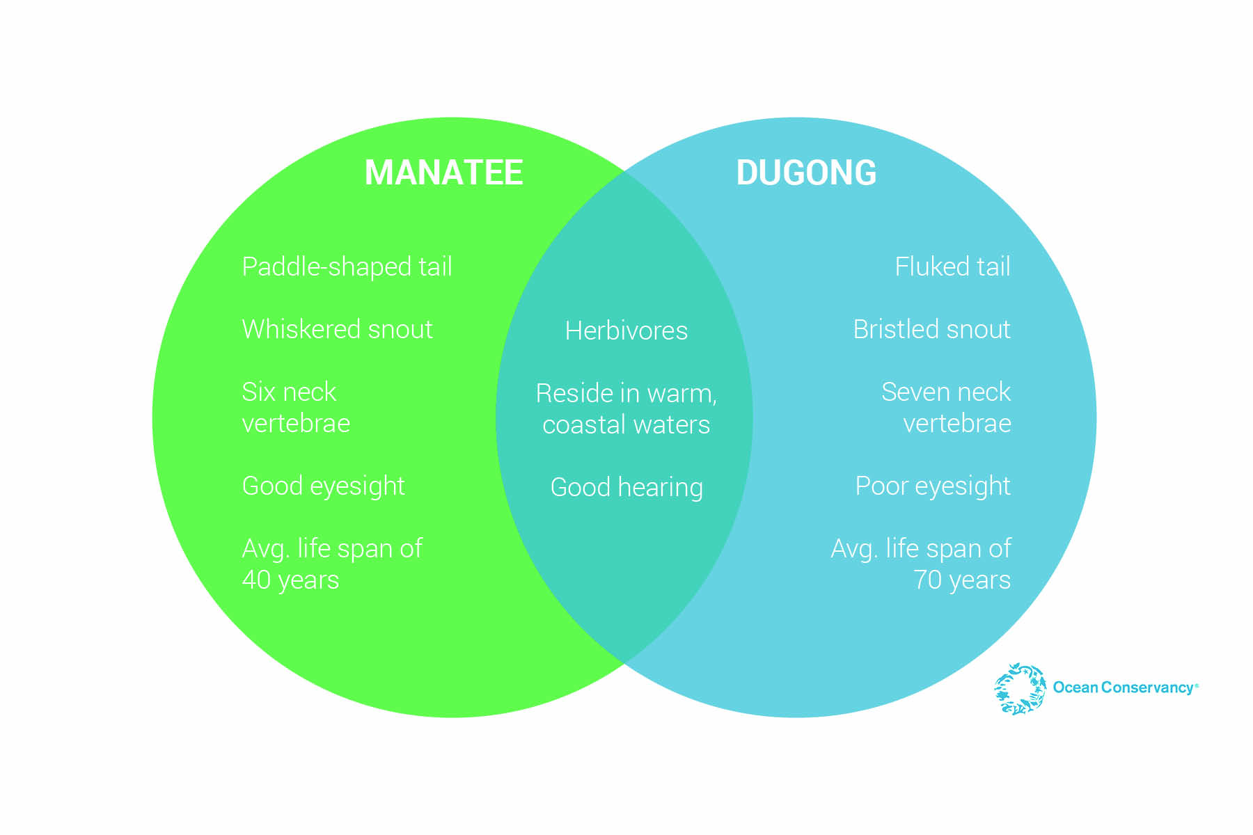 Manatees And Dugongs