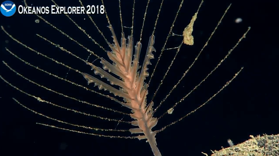 black coral 4.25