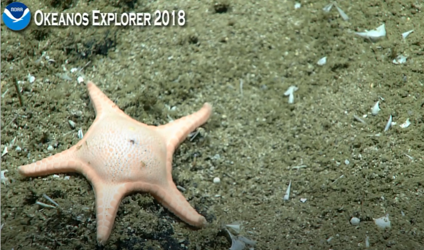 collected starfish 4.26