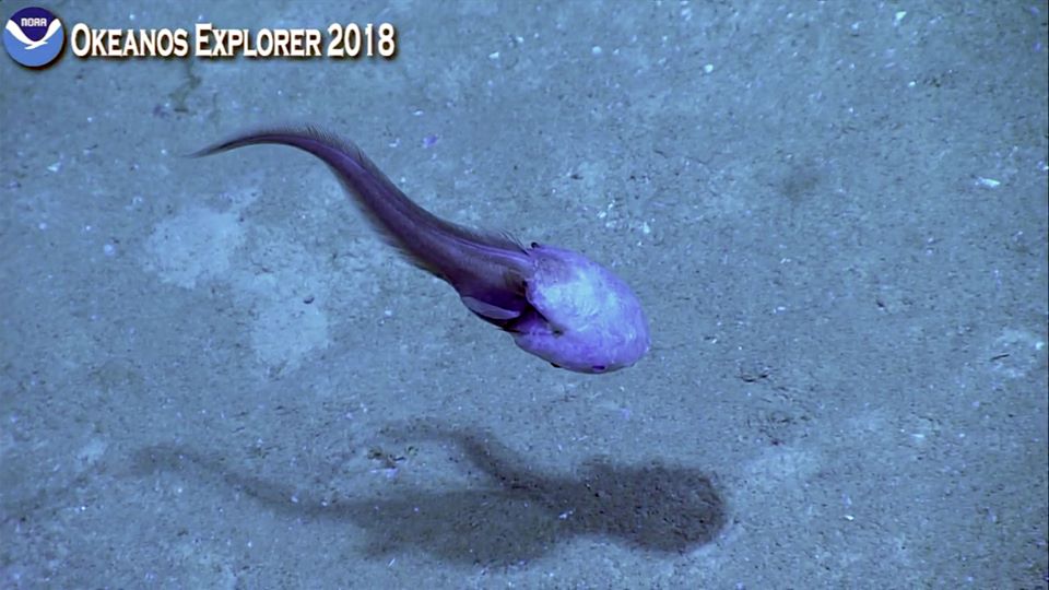 cusk eel__bony-eared assfish 4.26