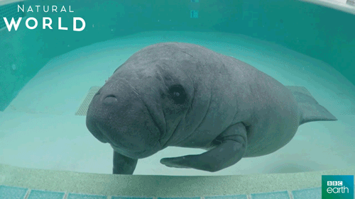 The Difference Between Manatees and Dugongs - Ocean Conservancy