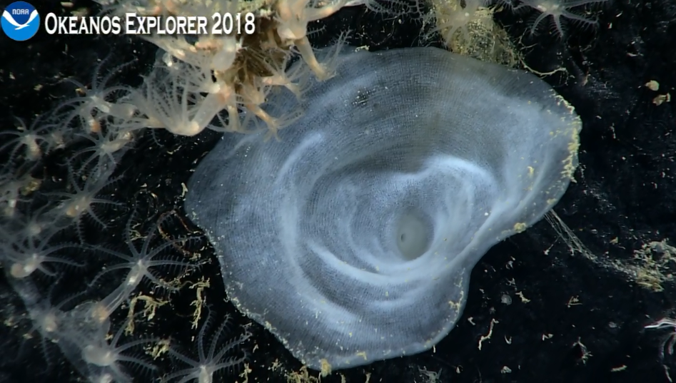 glass sponge 4.25