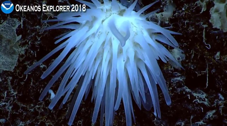 hedgehog sponge 4.26