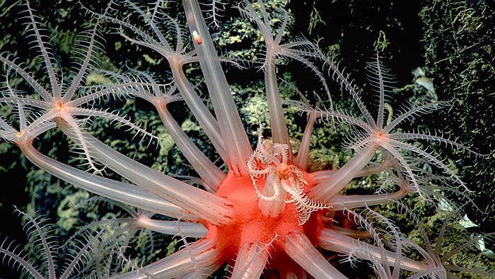 mushroom coral 4.25