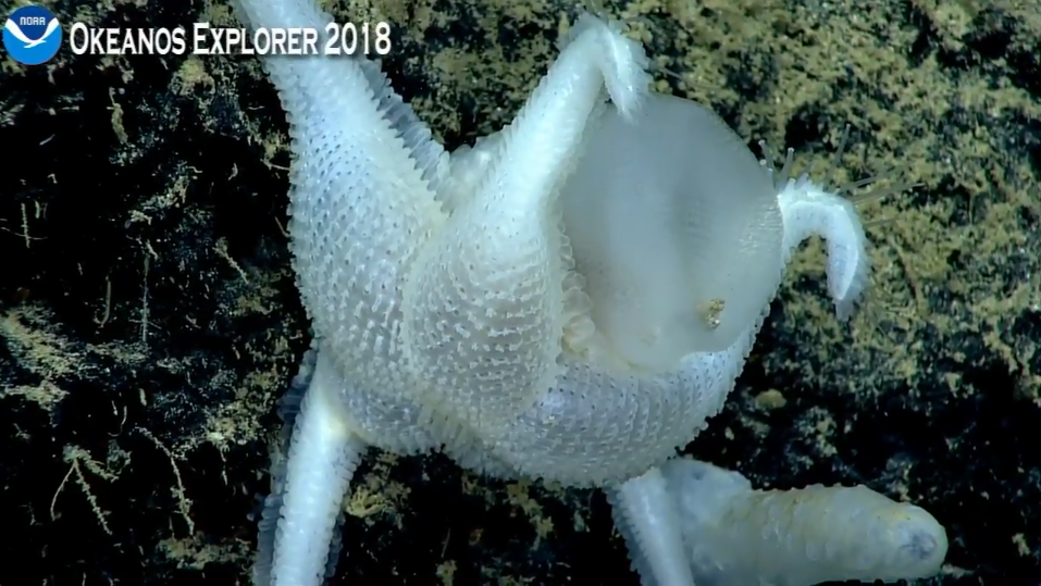rare seastar 4.25