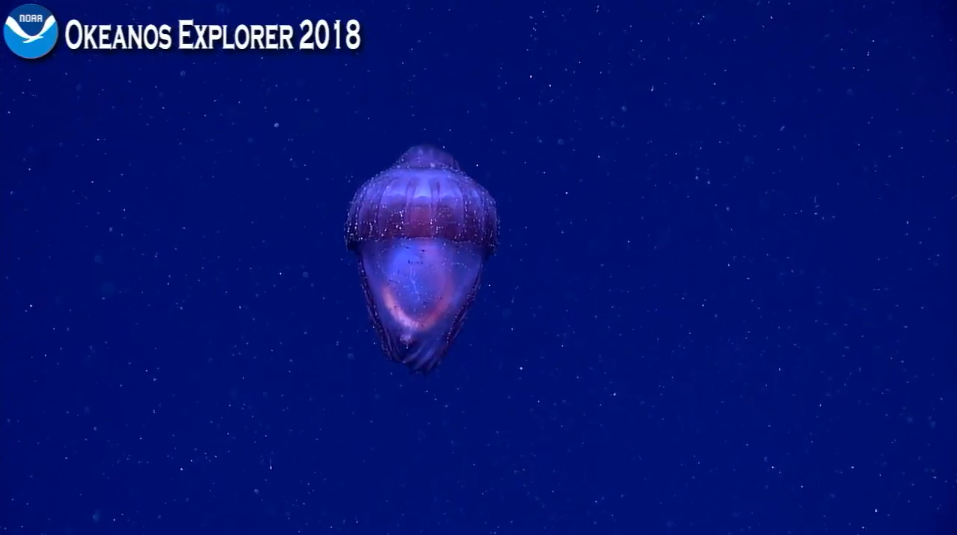 sea cucumber 4.26