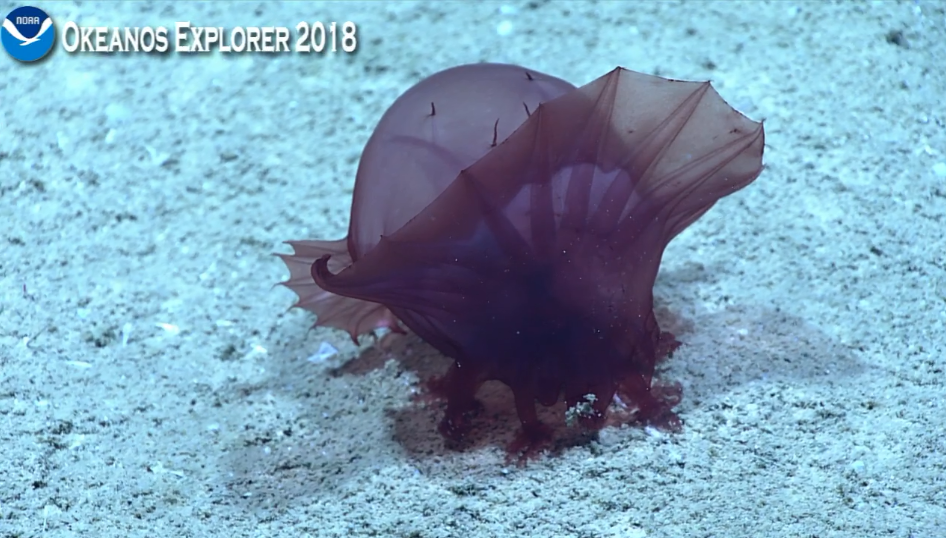 sea cucumber feeding 4.25