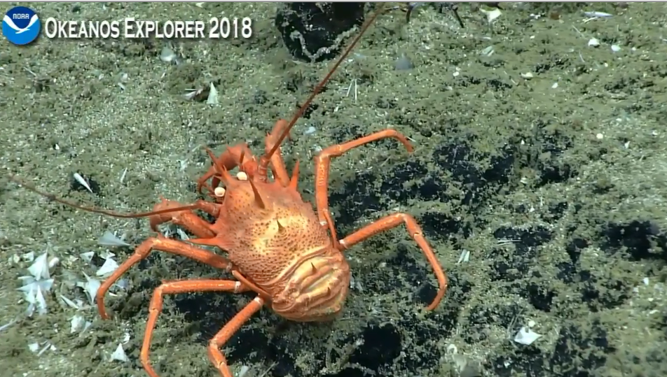 squat lobster 4.25