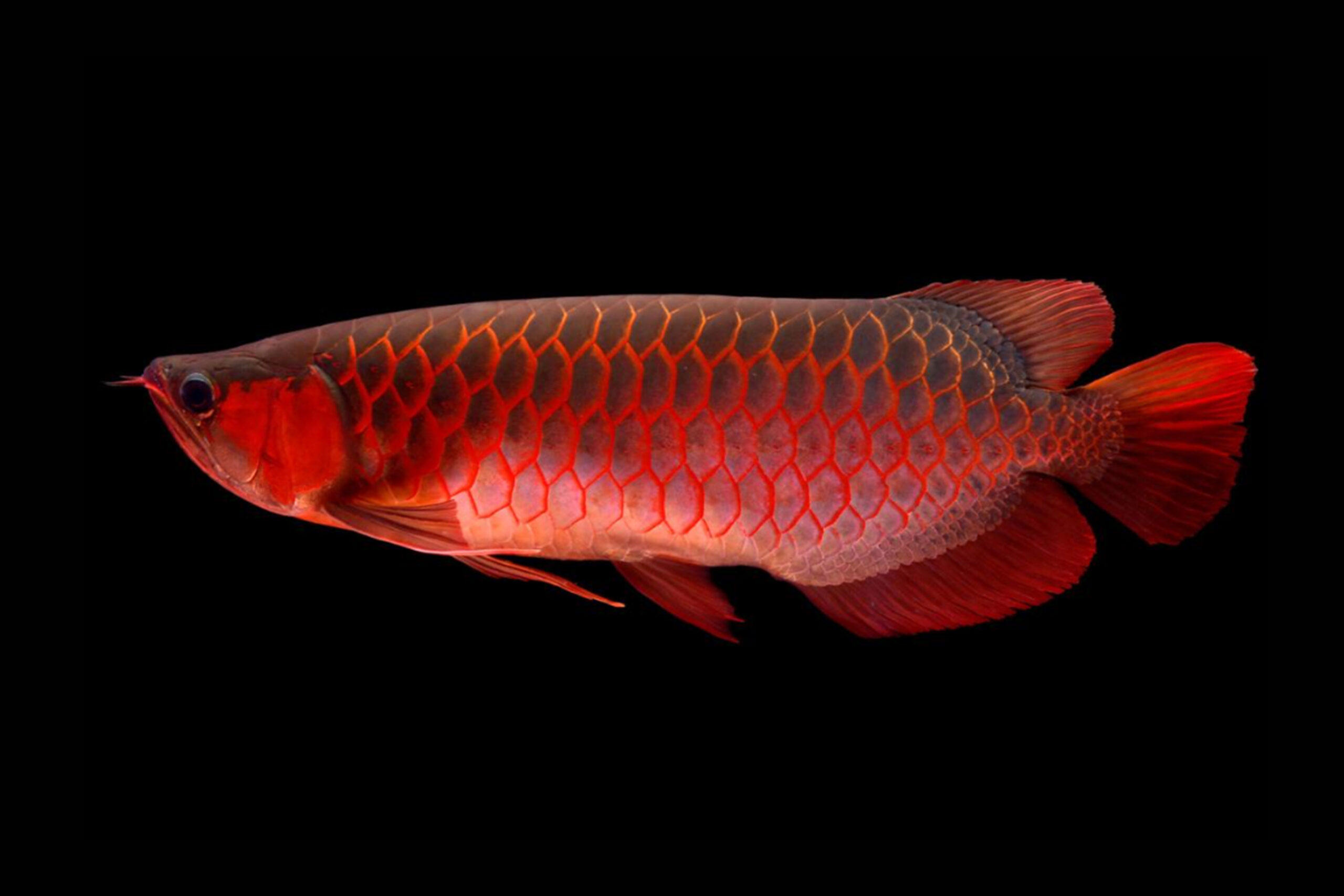 Arowana - Emily Voigt