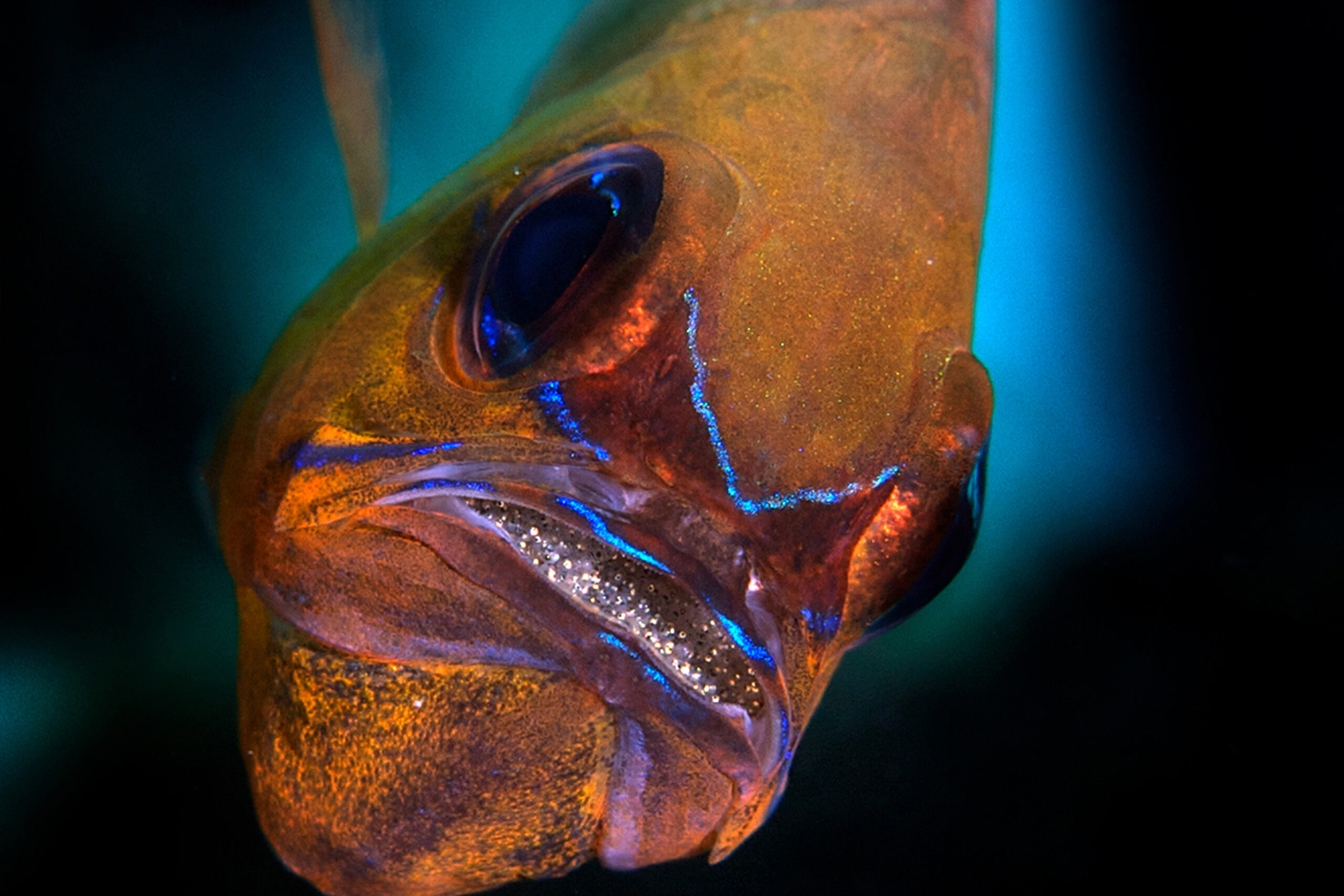 CardinalFish - Debi Henshaw