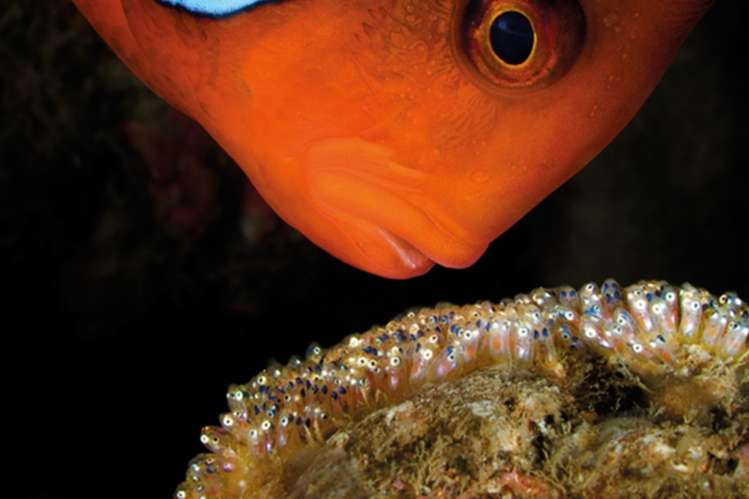 Clownfish - David Doubilet
