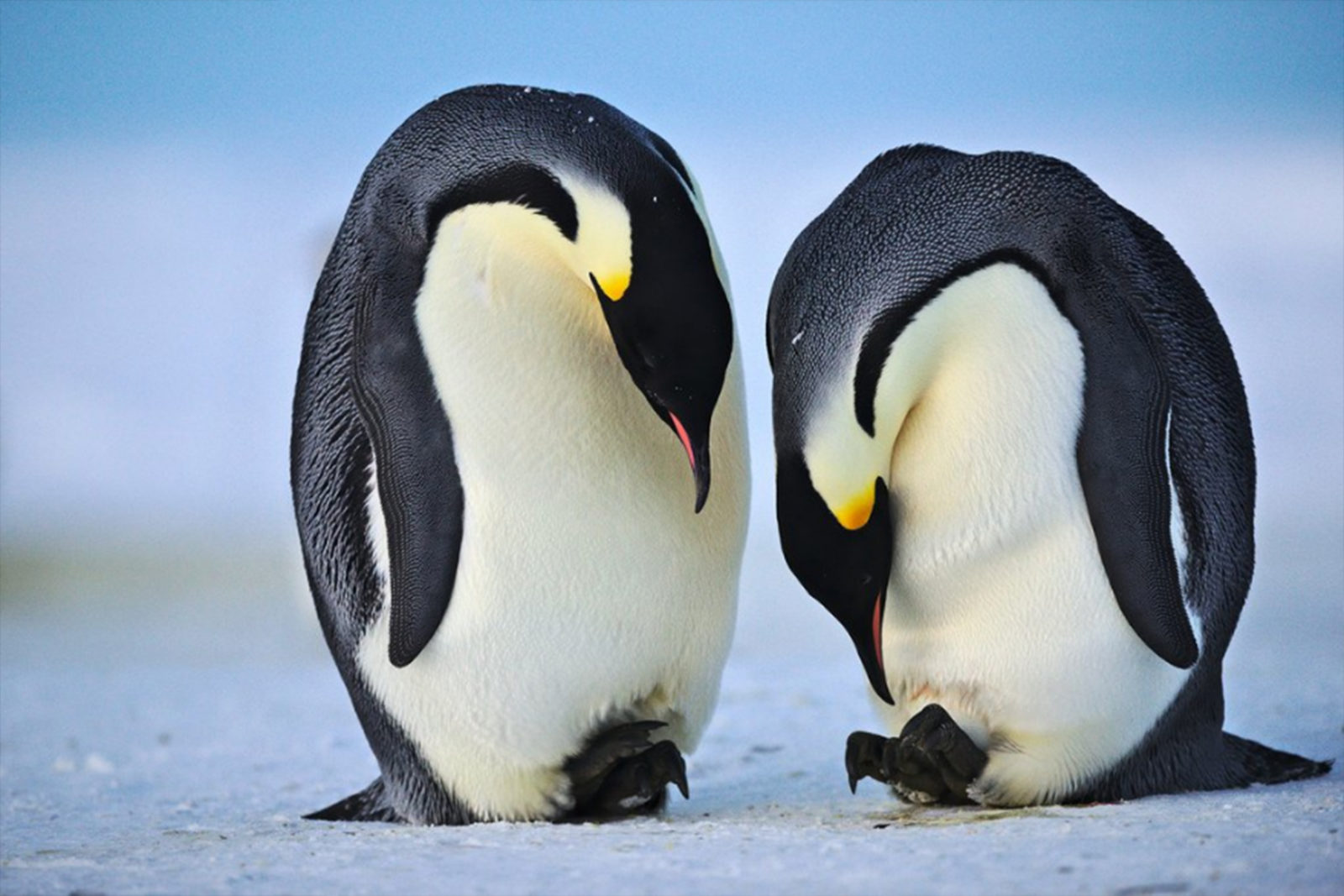 Father Emperor Penguins - Eco Kids Planet
