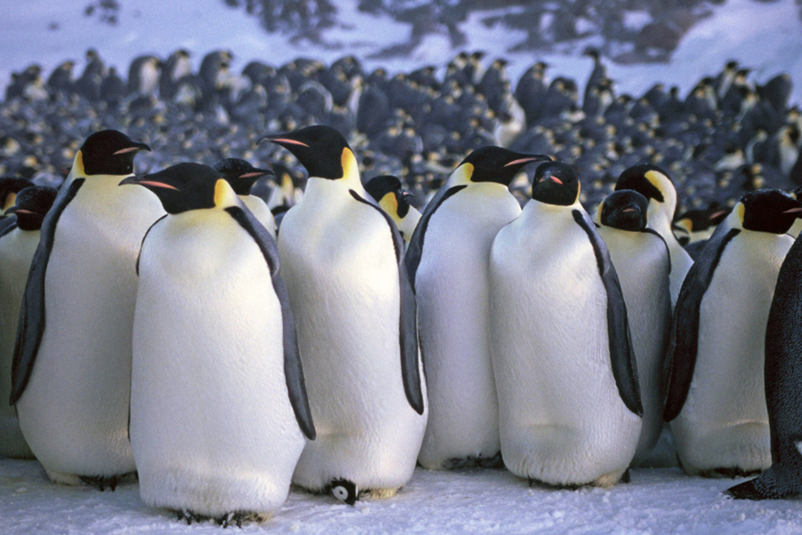 Penguins - Media Press