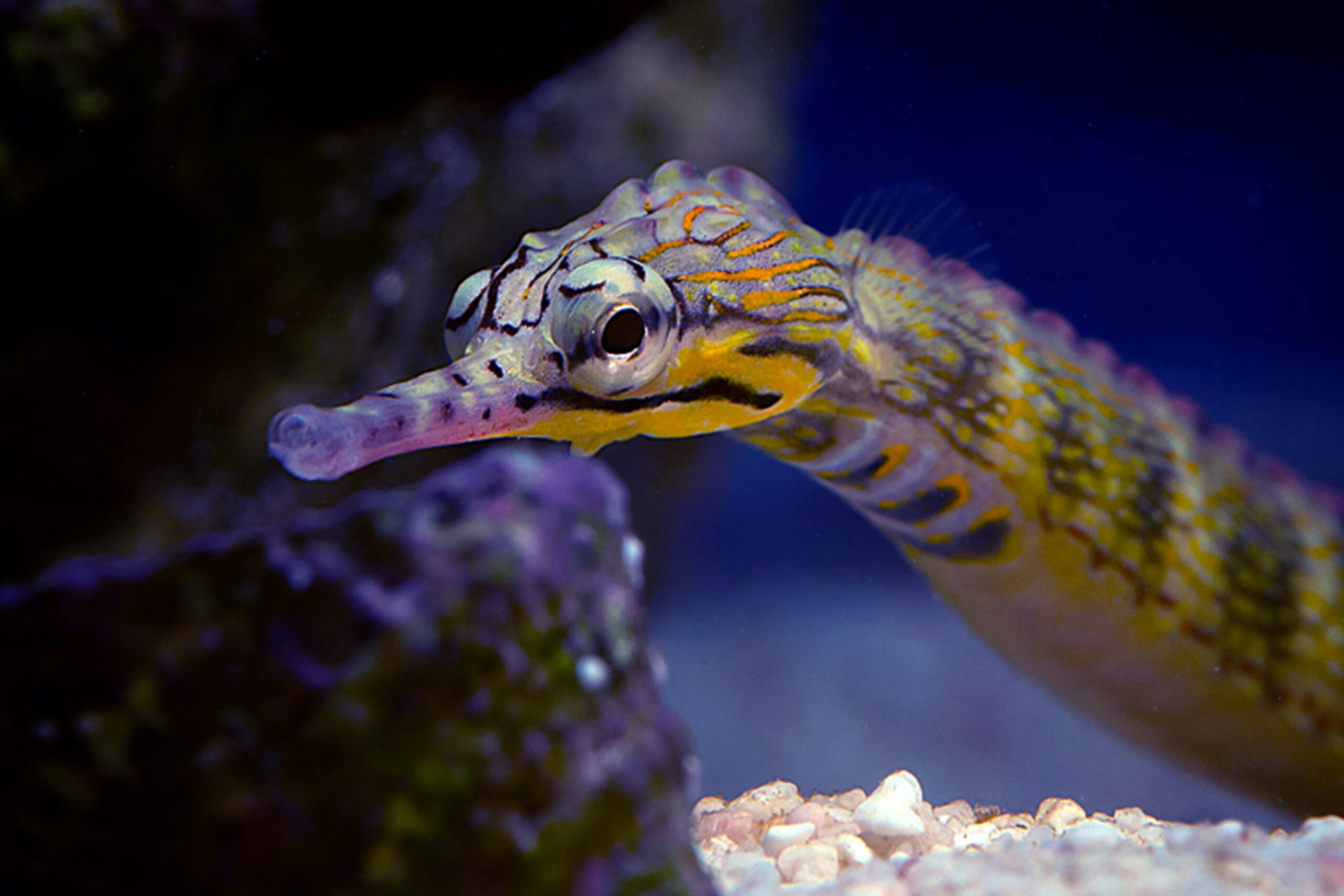 Pipefish - Aaron Down