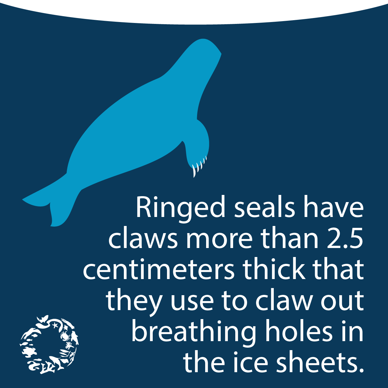 Wildlife Fact Sheets: Ringed Seal - Ocean Conservancy