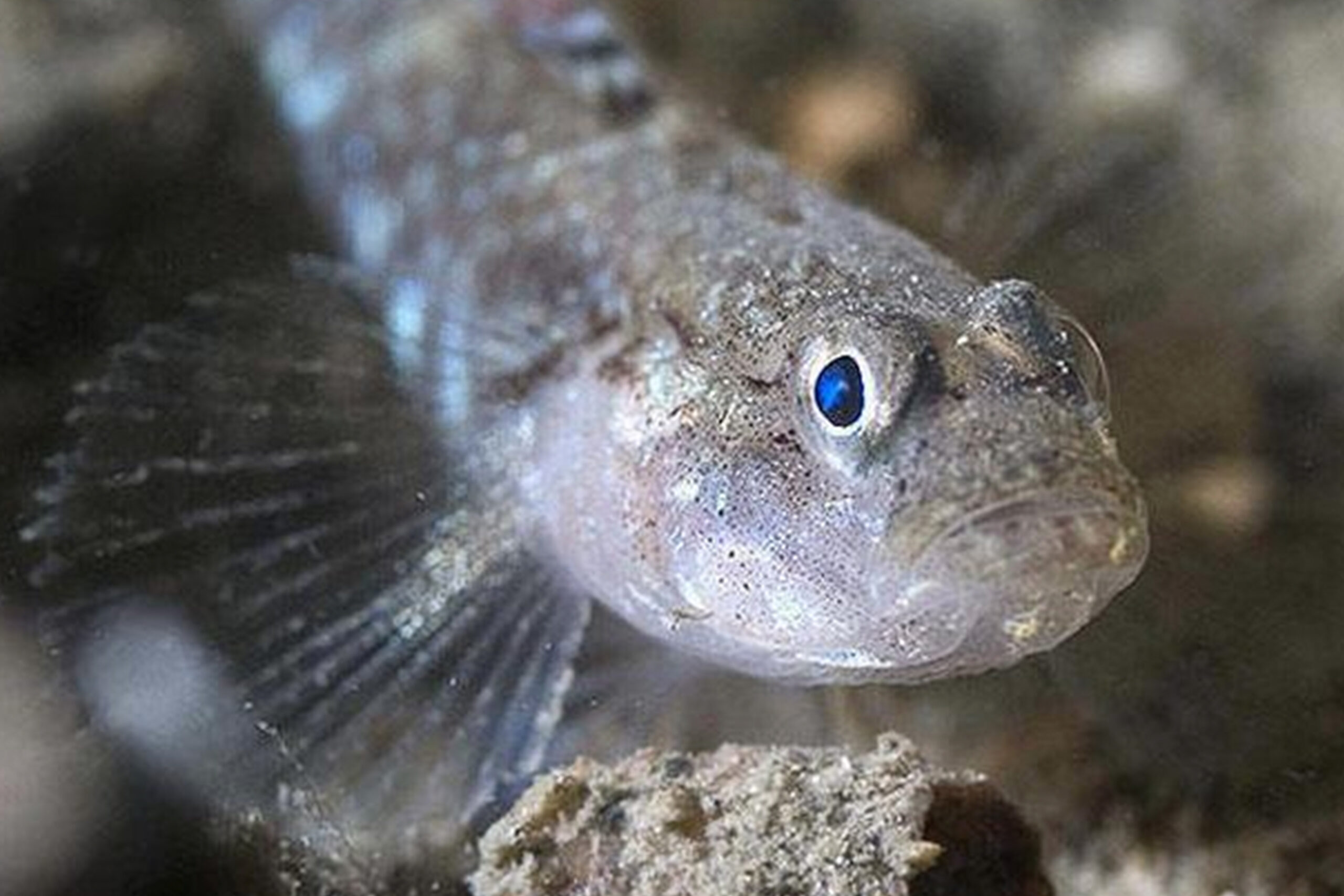 Sand Goby - Public Domain