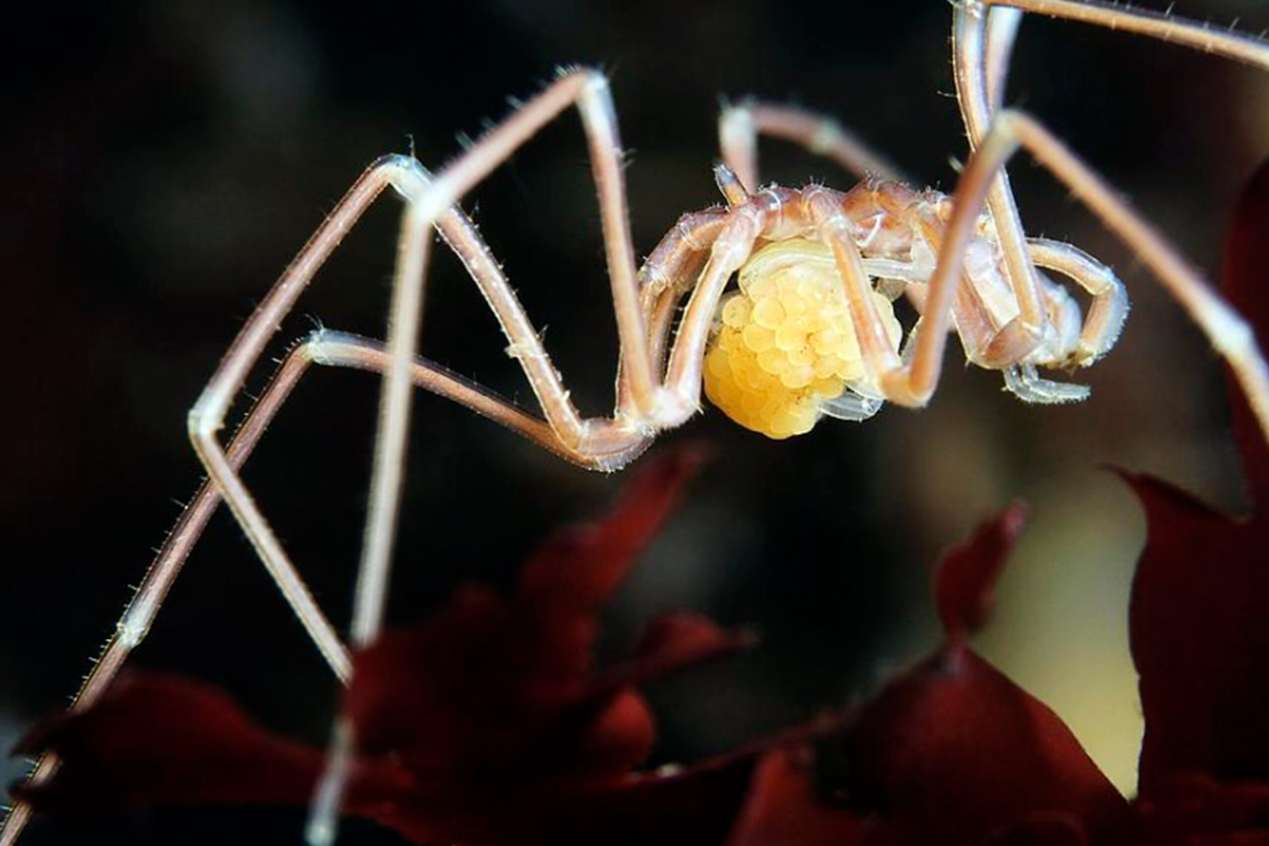 Sea Spider - Alexander Semenov