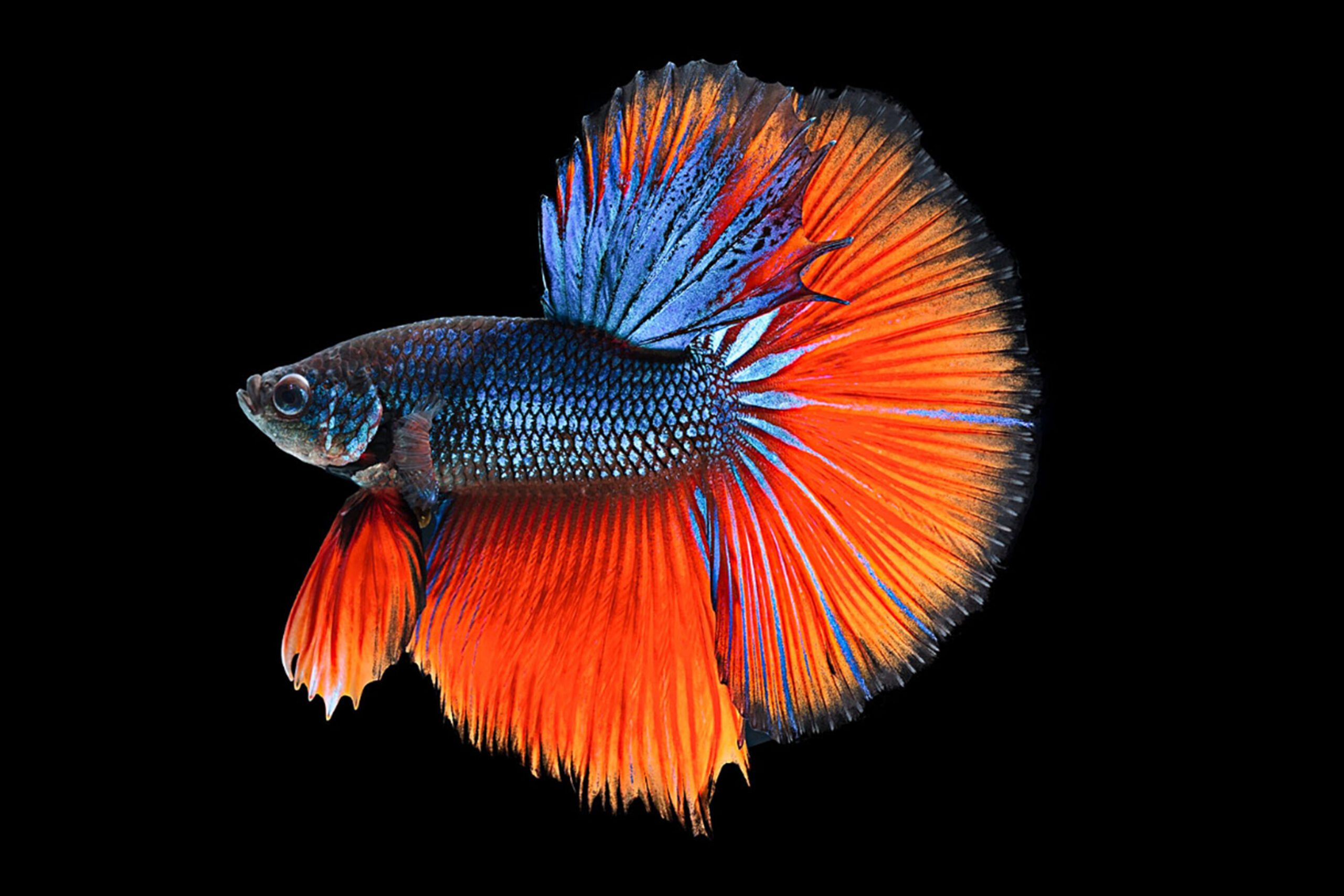 Siamese Fighting Fish - PD
