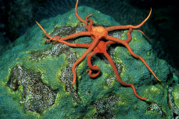 brittle star diet